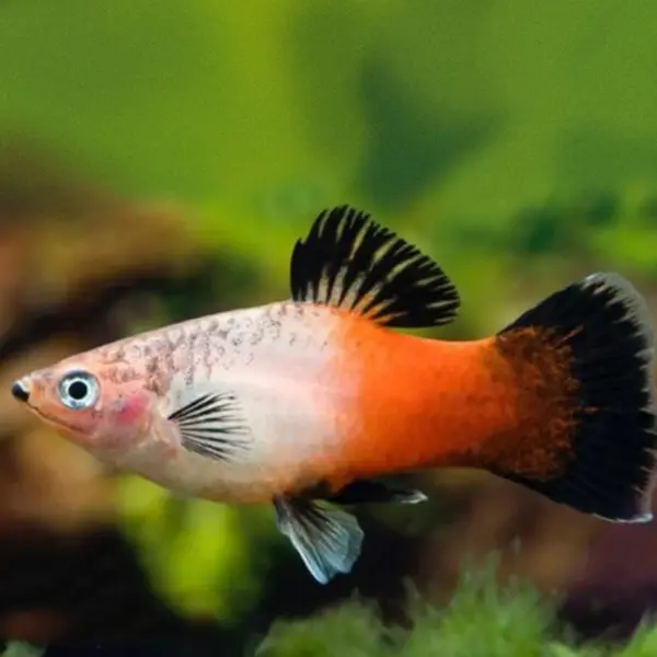 Tri-colour Mollies