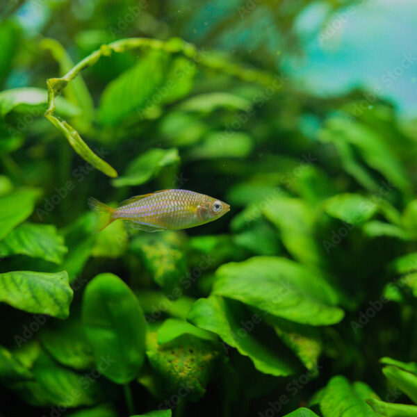 aquarium fish - Melanotaenia praecox