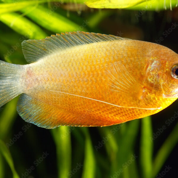 Dwarf Gourami (Colisa lalia) in Aquarium