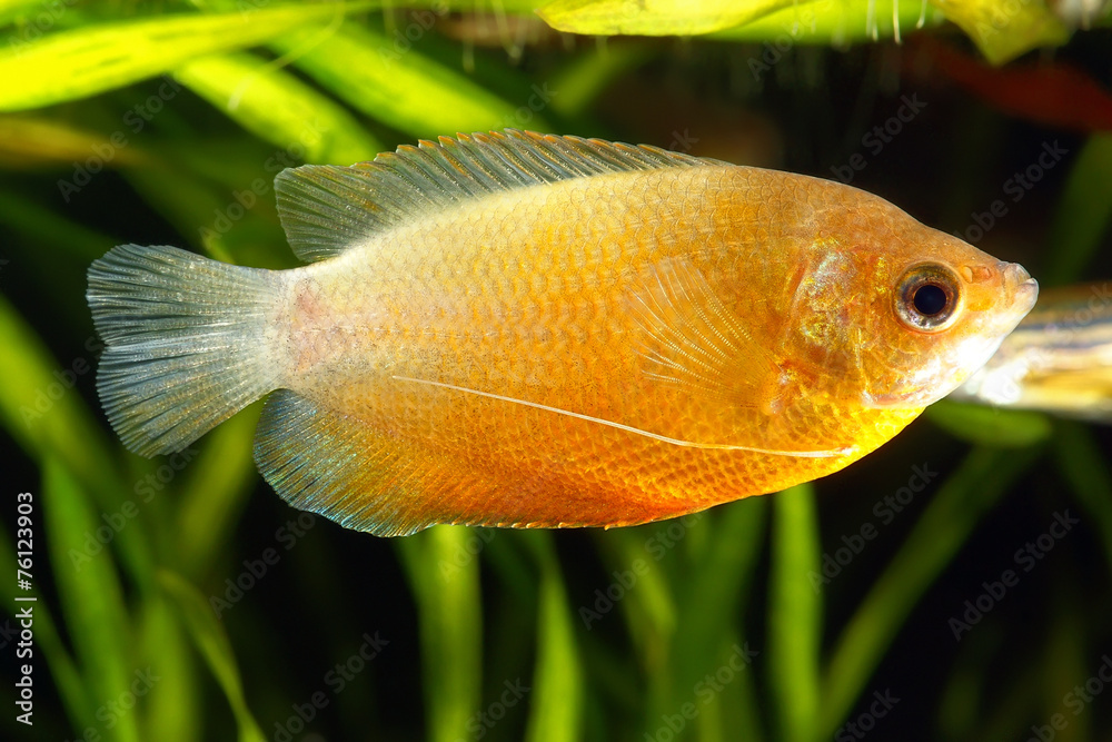 Dwarf Gourami (Colisa lalia) in Aquarium