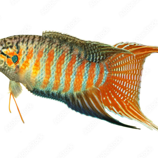 paradise fish gourami Macropodus opercularis tropical Aquarium fish