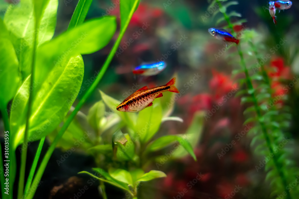 The cherry barb (Puntius titteya) - a cherry-colored fish with a dark stripe along the body