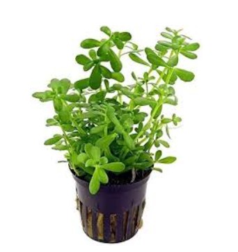 Bacopa Monnieri